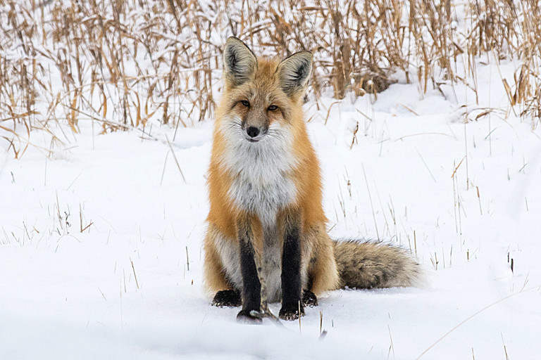 Mammals 2016 Dsc6987 Red Fox Sitting Bonnie Flamer Photography