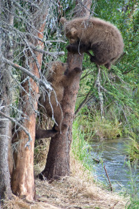 Katmai_Bears_2016__DSC3582 Two up a tree