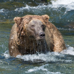 Katmai_Bears_2016__DSC5926 Drippy Bear