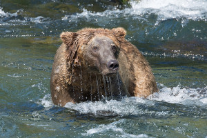 Katmai_Bears_2016__DSC5926 Drippy Bear