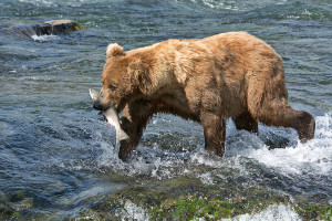 Katmai_Bears_2016__DSC6026 Bear fish top of falls