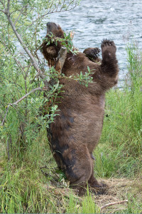 Katmai_Bears_2016__DSC6057 cratching Bear