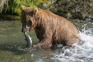 Katmai_Bears_2016__DSC6182 bear with fish below falls