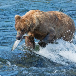 Katmai_Bears_2016__DSC6286 Bear with fish 2