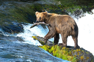 Katmai_Bears_2016__DSC6321 Best bear shot