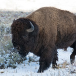 mammals_2016_dsc5666-bison-walk