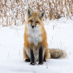 mammals_2016_dsc6987-red-fox-sitting