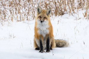 mammals_2016_dsc6987-red-fox-sitting