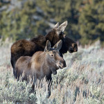 mammals_2016_dsc7086-cow-moose-and-babe
