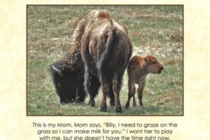 Once Upon A Time In Yellowstone