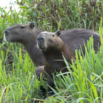 _DSC0070 2 Capybaras
