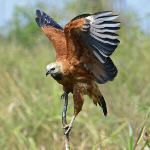 _DSC0102 BC Hawk 3