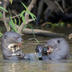 _DSC03102 Otter feast 2