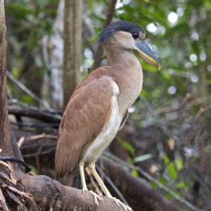 _DSC0416 Boat billed Heron