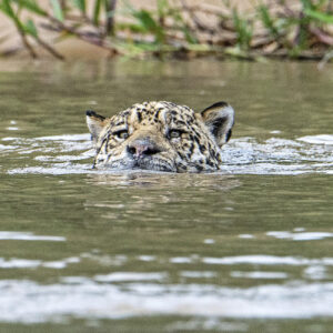 _DSC0526 Jag front swim 1