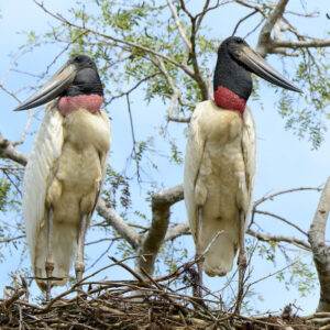 _DSC0675 Jabiru Nest