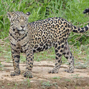 _DSC0707 Best Jag on shore-Edit