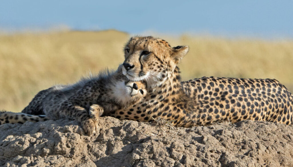 Cheetah and Cub