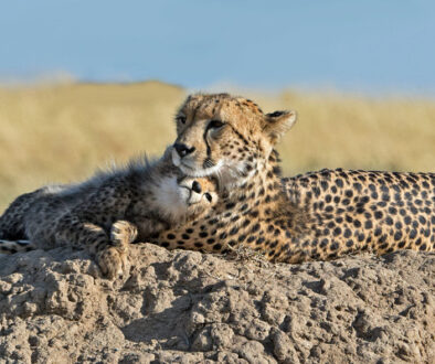 Cheetah and Cub