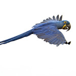 _DSC1118 Hy Macaw flight