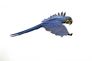 _DSC1118 Hy Macaw flight