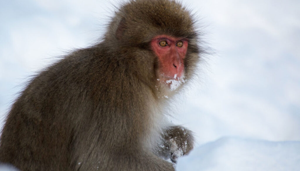 Snow Monkey