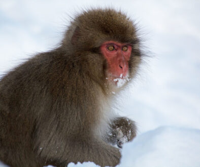 Snow Monkey