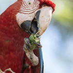 DSC_8899-2 RG Macaw park