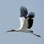 DSC_8986 Wood stork flt
