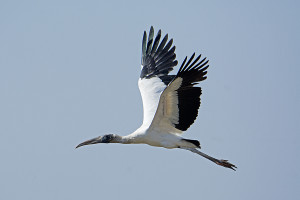 DSC_8986 Wood stork flt