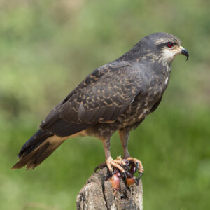 DSC_9008 Snail Kite w crab