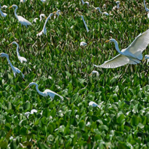 DSC_9061 heron field