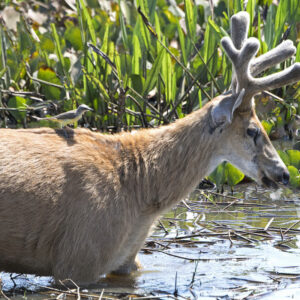 DSC_9072 Marsh Deer w Cat Tyrant