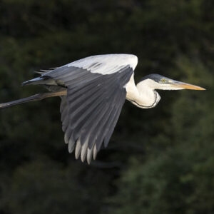 DSC_9171 RC GB Heron flt