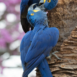 DSC_9650 Best Hy Macaw