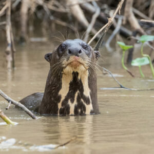 DSC_9905 Giant Otter Portrait