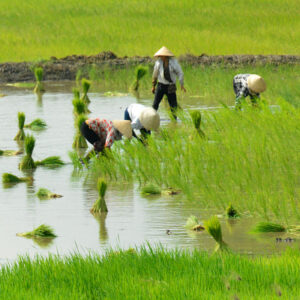 indochina_2016__dsc4463-rice-on-way-to-mekong