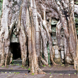 indochina_2016__dsc4996-ta-phrom-tree-over-door-7