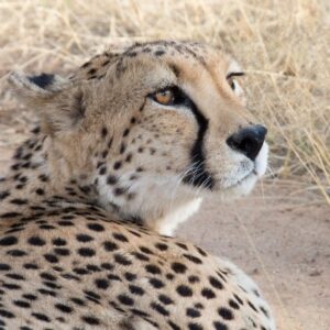 namibia_2016_namibia__dsc2317-kiki-closeup