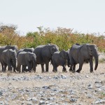 namibia_2016_namibia__dsc2473-ellies-march-to-wh