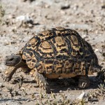 namibia_2016_namibia__dsc3178-leopard-tortoise