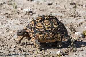namibia_2016_namibia__dsc3178-leopard-tortoise