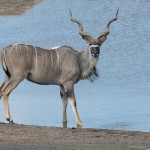 namibia_2016_namibia__dsc3278-kudu-etosha