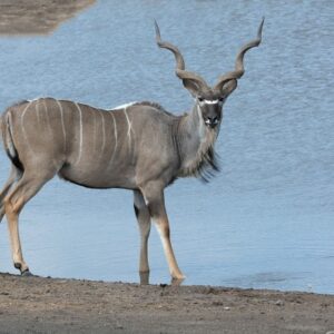 namibia_2016_namibia__dsc3278-kudu-etosha