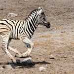 namibia_2016_namibia__dsc3293-baby-zebra-run