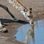 namibia_2016_namibia__dsc3377-giraffe-drinking-2