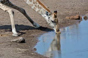 namibia_2016_namibia__dsc3377-giraffe-drinking-2