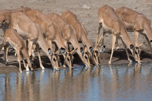 namibia_2016_namibia__dsc3398-drinking-impalas