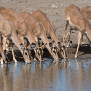 namibia_2016_namibia__dsc3398-drinking-impalas