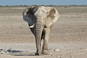namibia_2016_namibia__dsc3795-large-bull-frontal